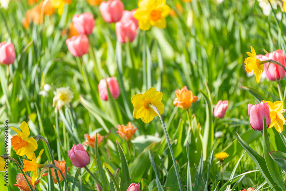 Fototapeta premium Spring blooms burst in vibrant hues across lush green grass. Pink tulips and yellow daffodils dance in morning sunlight. Nature's cheerful palette spreads joy through vivid, sunlit fields