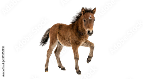 Brown foal running isolated isolated on transparent background
