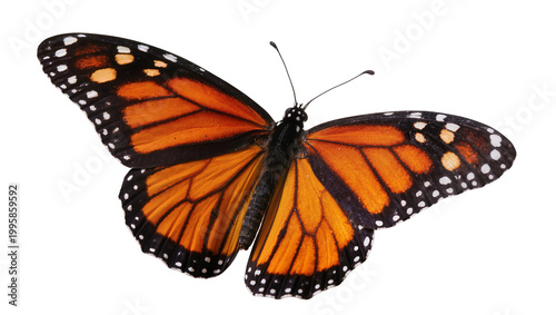 Foto Orange Monarch Butterfly with Black Wing Spots and Antennae