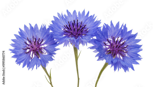 Photography Vibrant Blue Cornflower Blossoms with Purple Centers and Green Stems