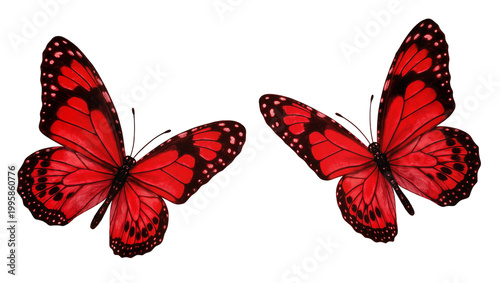 Crimson patterned butterflies pair with black borders and antennae