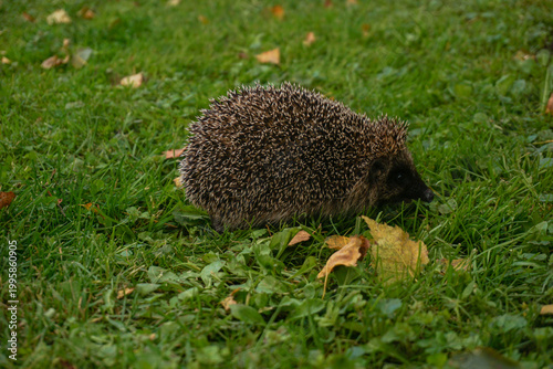 Hedgehog exploring a backyard garden bed with bark mulch and fallen leaves beneath shrubs. Natural pest control, wildlife friendly gardening and the value of attracting beneficial animals