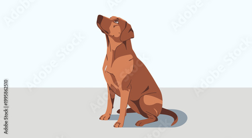Brown Dog Sitting and Looking Up Attentively, Vector Illustration of a Labrador or Vizsla Style Canine Isolated on a Plain Background
