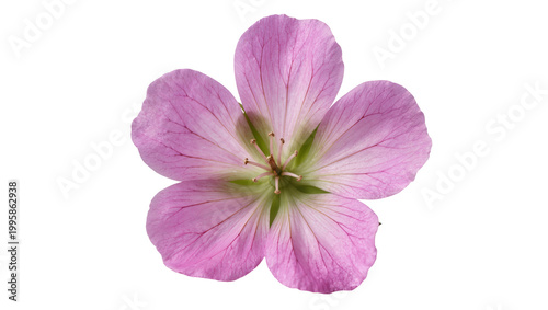 Vibrant pink flower with green center and delicate petals
