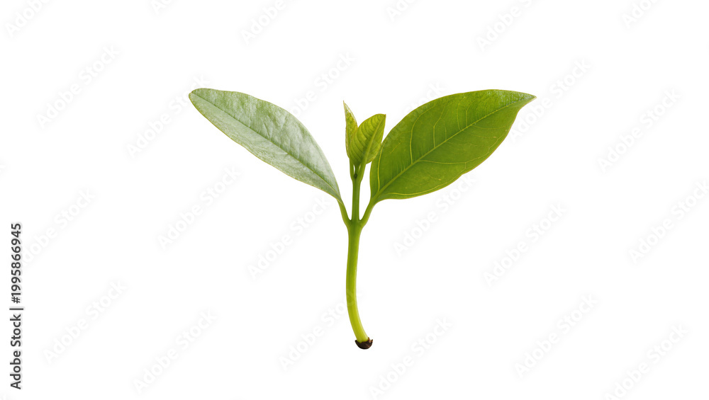 Fototapeta premium Young green plant sprout with two leaves and stem