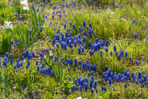 Blue flowers bloom in grassy meadow. Sunlight warms the earth below. Green blades rise around delicate blooms. Nature's quiet beauty fills the scene. Perfect for serene garden or spring themes