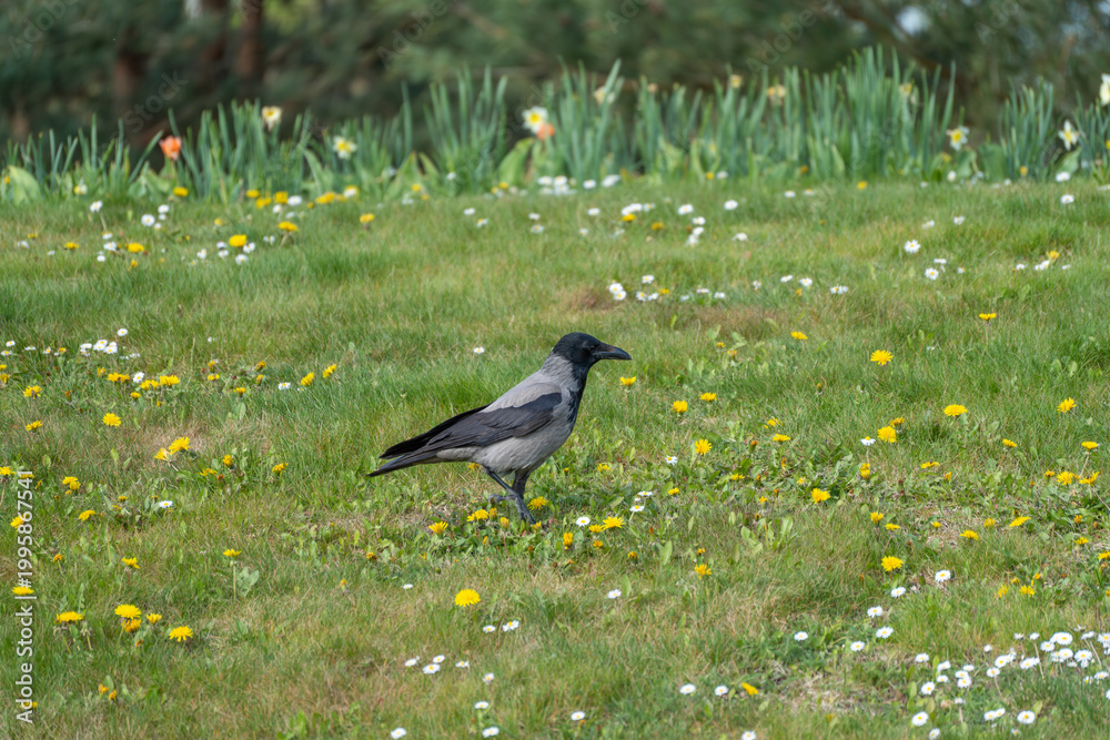 Naklejka premium Black bird stands on grassy field. Yellow dandelions dot the green meadow. White daisies surround the bird. Sparse trees frame the background. Crow walks calmly through wildflowers