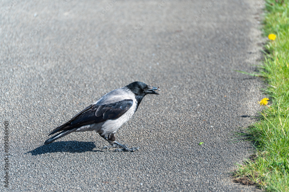 Obraz premium Black bird with white chest walks on asphalt. It pauses near grassy edge with yellow flowers. Sunlight casts clear shadow on the road. Natural scene captures calm, solitary movement