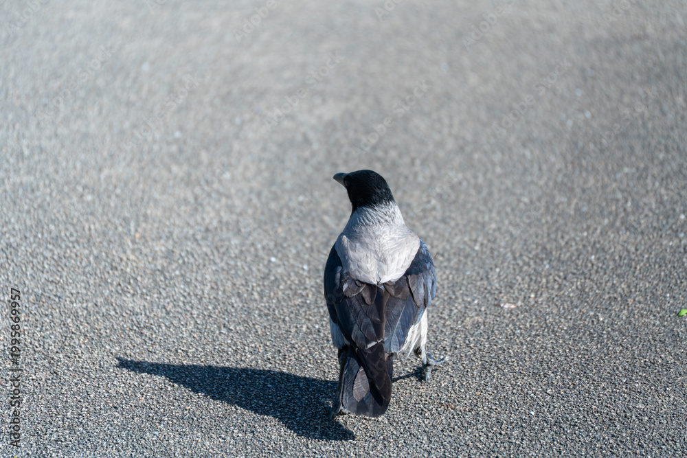Naklejka premium Lone crow walks across a paved surface. Its head is black, body gray and white. It casts a sharp shadow on the ground. The scene feels quiet and still. It's ideal for nature or urban wildlife themes
