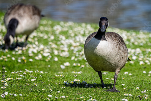 Close up of a Canada Goose walking by lake through grass full of colourful daisies in Wiltshire, UK in Spring