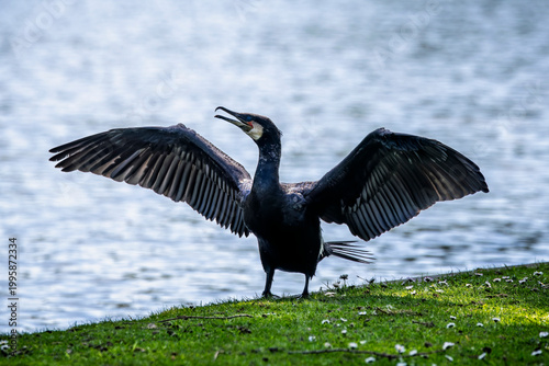 Close up of a Cormorant with wings spread to dry in side of lake in Wiltshire, UK on Spring 2026