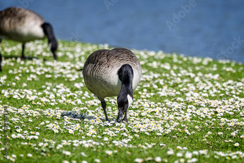 Close up of a Canada Goose feeding on grass by lake among mass of colourful daisies in Wiltshire, UK in Spring