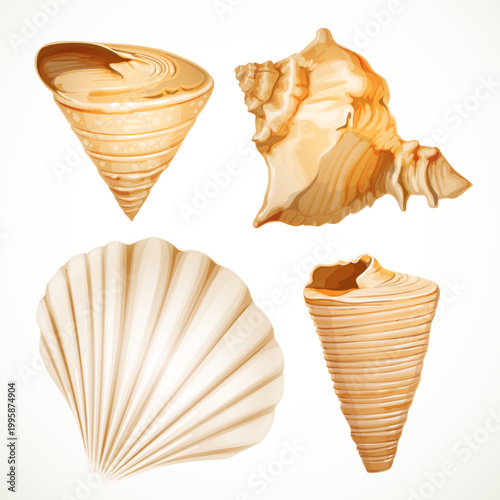 Set realistic seashells isolated on white background 1