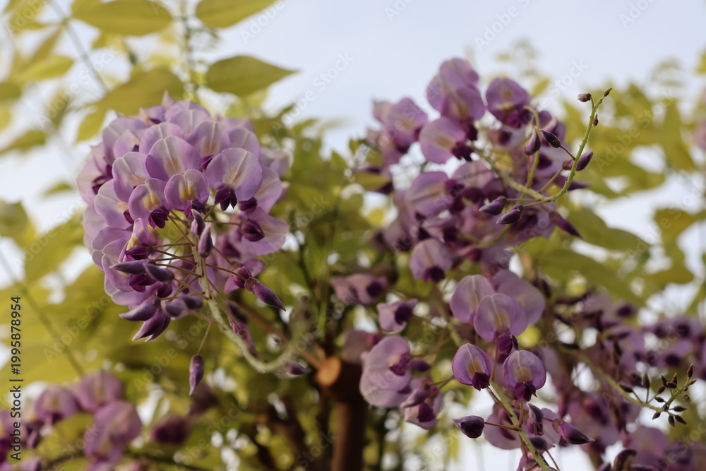 Fototapeta premium Wisteria flowers