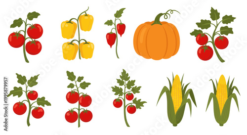 Fresh Garden Vegetables: Tomatoes, Peppers, Pumpkin, and Corn on White Background