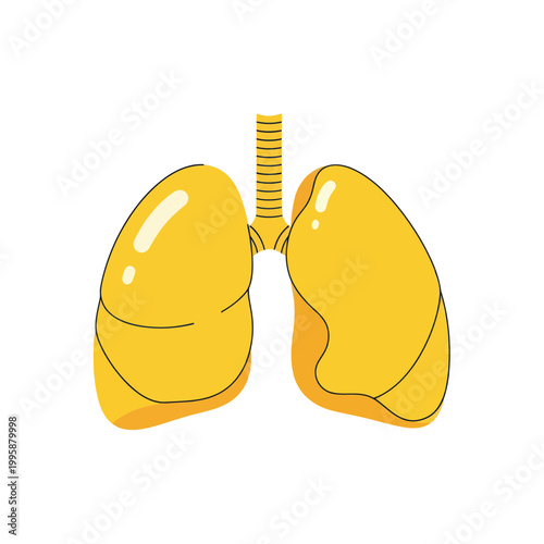 Healthy Lungs Illustration