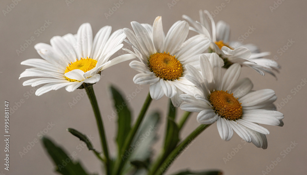 Obraz premium Fresh White Daisies with Yellow Centers Close-up, Soft Natural Light