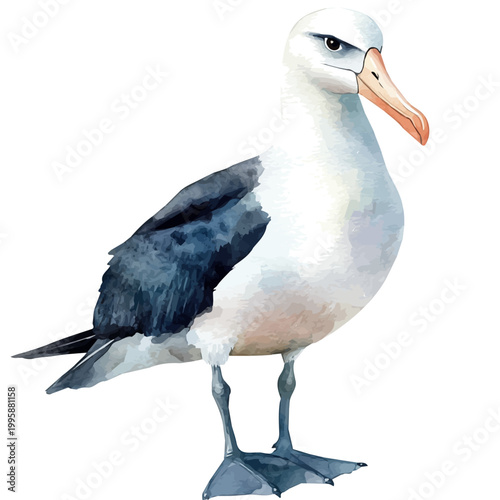 Bild auf Leinwand Albatross, vibrant watercolor vector illustration with flowing and detailed brush strokes, isolated on a white background