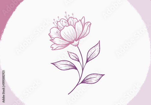 Delicate Pink Peony Flower Illustration with Soft Border for Organic Skincare Branding and Nature-Inspired Designs