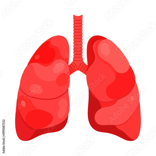Human Lungs and Trachea Anatomy Illustration