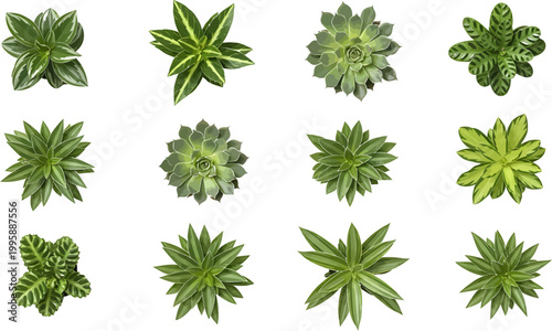 Collection of twelve green houseplant and succulent vector illustrations viewed from above on a white background