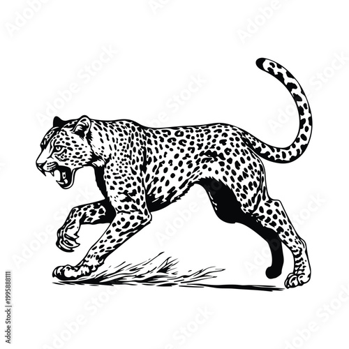 Graceful leopard stalking through the grassy savanna with focused intensity Vector