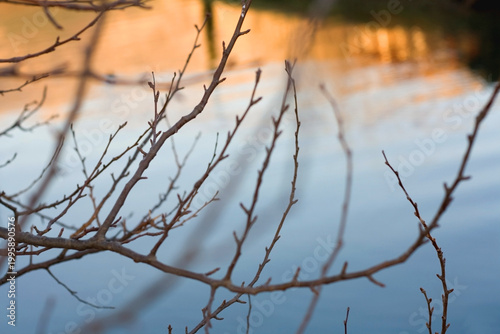 Lush plant growing by the river. Selective focus.