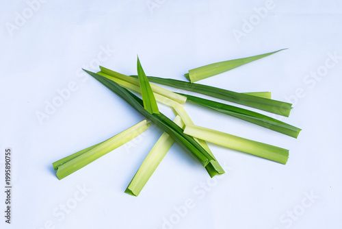 Pandan leaves (Pandanus amaryllifolius) on a white background. Pandan leaves are a basic cooking ingredient