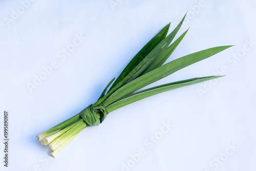 Pandan leaves (Pandanus amaryllifolius) on a white background. Pandan leaves are a basic cooking ingredient