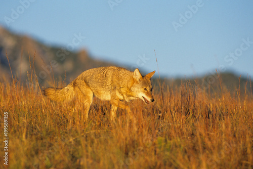 Fotografie 01864-02805 Coyote (Canis latrans) in short grass prairie   CO