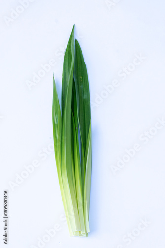 Pandan leaves (Pandanus amaryllifolius) on a white background. Pandan leaves are a basic cooking ingredient