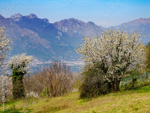 Springtime landscape along the road to Colle Brianza at Ravellino, Lecco province, Italy
