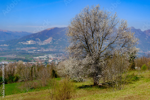 Springtime landscape along the road to Colle Brianza at Ravellino, Lecco province, Italy