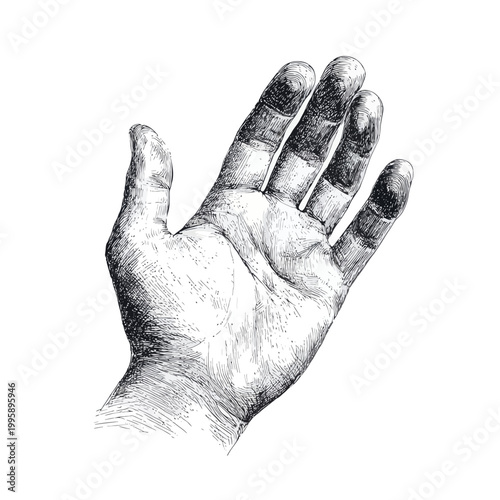 Intricate sketch of a caucasian male hand in detailed line art on white background