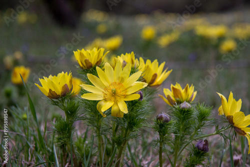 Obraz na płótnie Adonis vernalis, also known as Spring Pheasant’s Eye 
