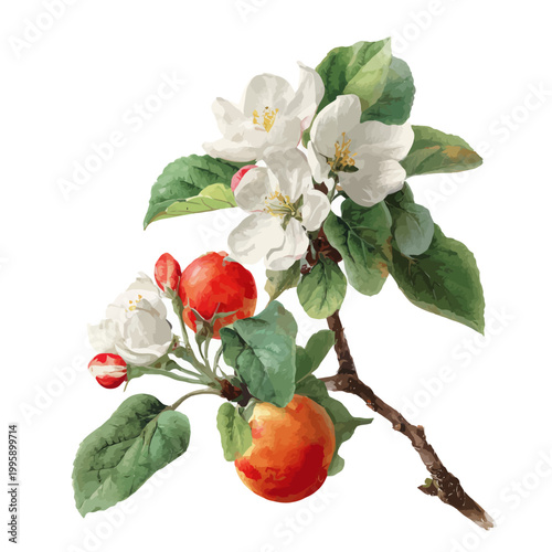 Botanical illustration of blossoming apple branch with ripe fruit and leaves
