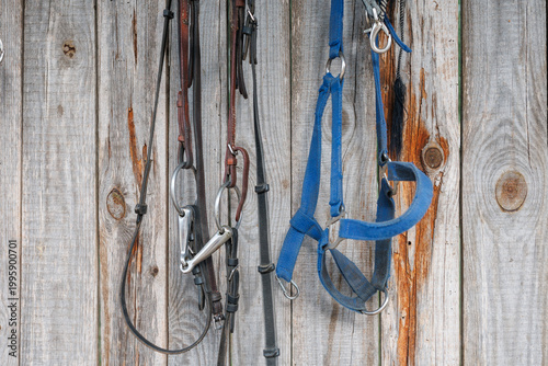 Фотография Various horse tack including leather bridles with metal bits and a blue nylon ha