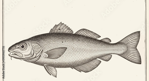 Vintage Illustration of a Codfish