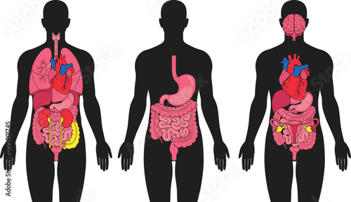 Cartoon illustrated human body silhouettes showing internal organs respiratory cardiovascular digestive reproductive systems creative anatomy educational medical artwork scene