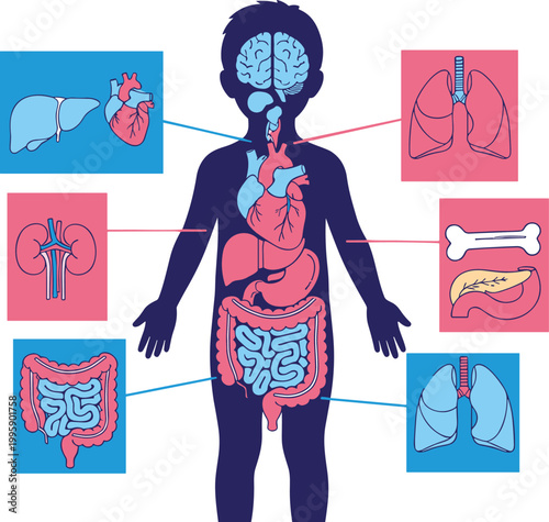 Cartoon illustrated human child anatomy diagram showing internal organs brain heart lungs liver kidneys stomach intestines educational medical artwork scene