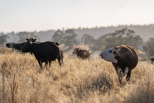 Εκτύπωση καμβά Stud beef hereford cows in a field on a farm in England