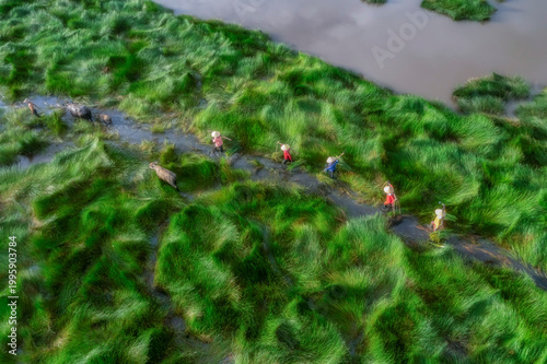 View of a farmer family harvests the grass, which is a raw material for weavi...