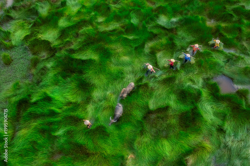 View of a farmer family harvests the grass, which is a raw material for weavi...