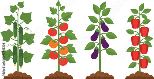 Vector illustration of cucumber, tomato, eggplant, and bell pepper plants growing in soil with green leaves