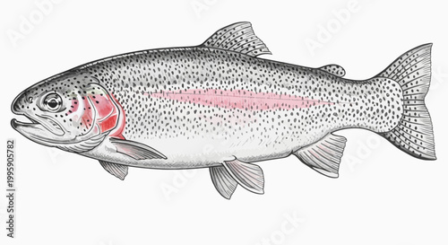 Rainbow Trout Fish Illustration