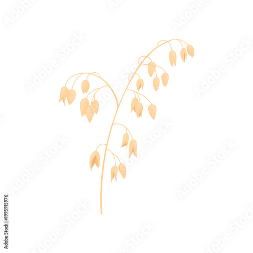 Vector illustration of oat plant with grains, isolated on white background. Clean detailed botanical style, natural agricultural crop element suitable for packaging, food design, organic branding