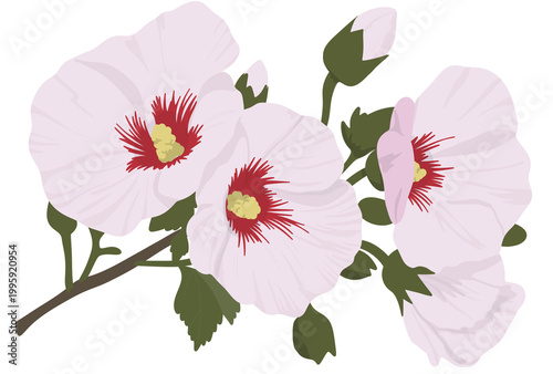 rose of sharon