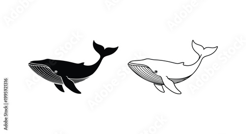 Whale Illustration Designs Unique Marine Creatures Art Vector