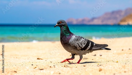 Pigeon on a beach, sunny day