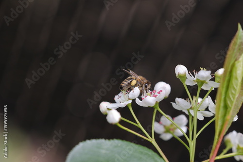 Magnifique abeille à miel qui butine une fleur d'aronia noire